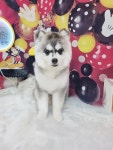 하리스펫