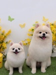 리틀댕레스트