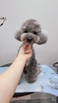 하리스펫