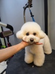 지니펫 애견미용실