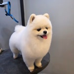 지니펫 애견미용실