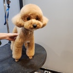 지니펫 애견미용실