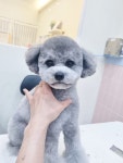 하리스펫