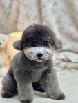 똘똘하개