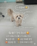 개멋진날