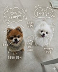 개멋진날