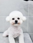 리리푸