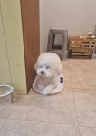 오몽오몽