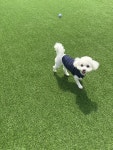 퍼피댕글 애견유치원