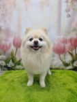 루이펫샵