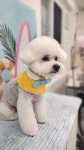 예쁘면 다개
