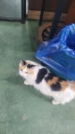 아나쥬 동물농장