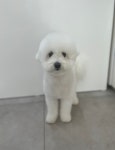 멍멍하개