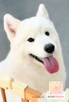 댕이샤워