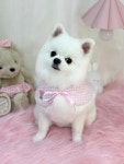 슈슈몽