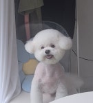 별찌몽