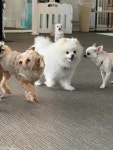 메종드로이 애견카페&유치원&호텔