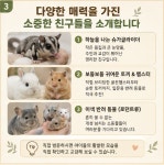 광주 고양이분양 펫엔글라이더 본점 로던트클럽 광주