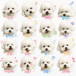 몽블리 펫샵