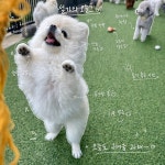 몽블리 펫샵