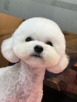 멍멍뜰리 반려견미용실