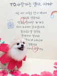 젤리펫살롱with아로마