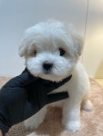 청주 강아지 분양 리몽드 퍼피 켄넬