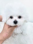 청주강아지분양 애견입양 애견미용 바른펫