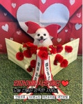 애견유치원 멍멍아학교가자 상인점