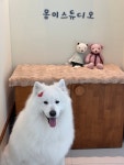 몽이스튜디오 애견미용