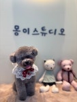 몽이스튜디오 애견미용