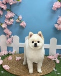 봄봄그루밍