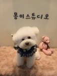 몽이스튜디오 애견미용
