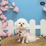 봄봄그루밍