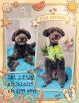 D&C그루밍샵