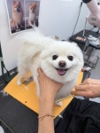 가희애견미용실