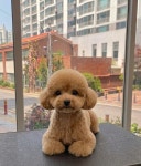 멍개구름 애견미용실 상인 송현점