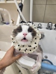 몽키펫