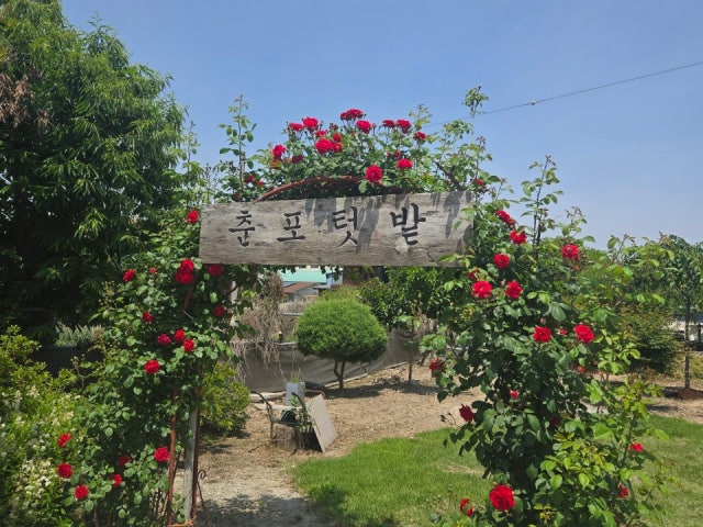 카페,춘포