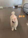 시앙펫살롱