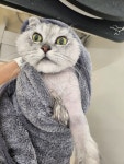 몽키펫