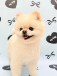 젤리펫살롱with아로마 인천송도점