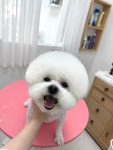 반짝일개
