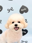 젤리펫살롱with아로마 인천송도점