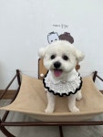 아띠