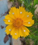 꽃여울농장