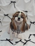 쁘띠몽시앙