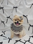 쁘띠몽시앙