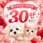 김해 강아지분양 고양이분양 베베몽