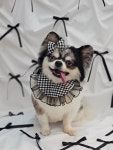 쁘띠몽시앙